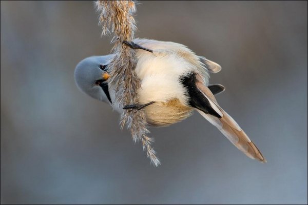 Усатая синица
