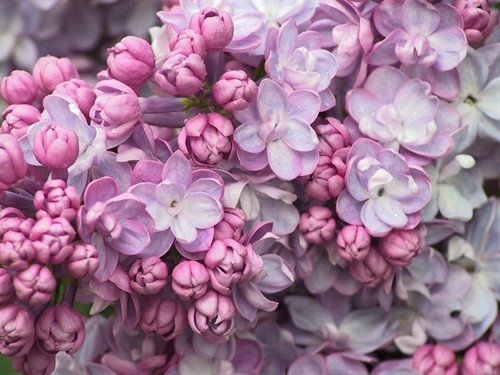 file_86457779