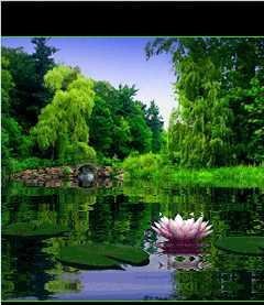 Landscape Lily х2