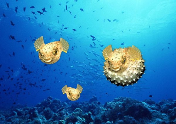 Puffer Fish (animated)