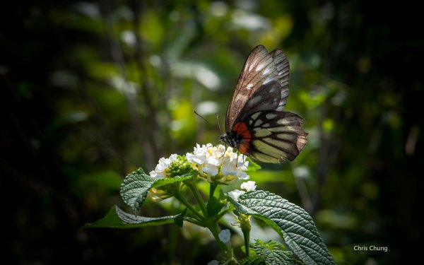 Botanical Garden by Chris Chung butterfly