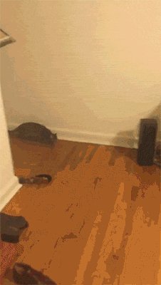 Ура!Хозяин пришёл!
