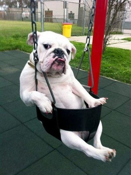 funny animals cm 2