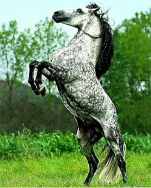 file_87079111