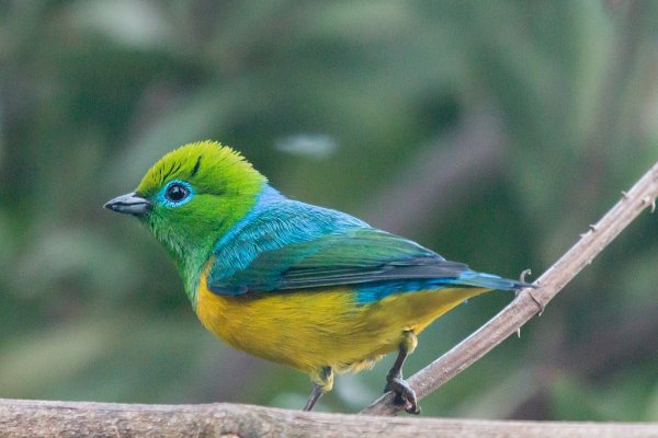 px-Blue-naped Chlorophonia -77 100- (37524768300)