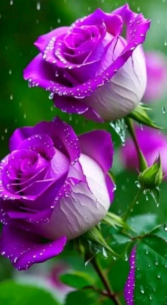 file_95695474