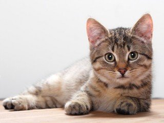 file_58222697