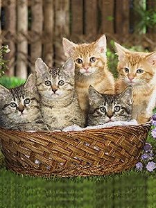 Котята в корзинке
