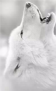 image 001