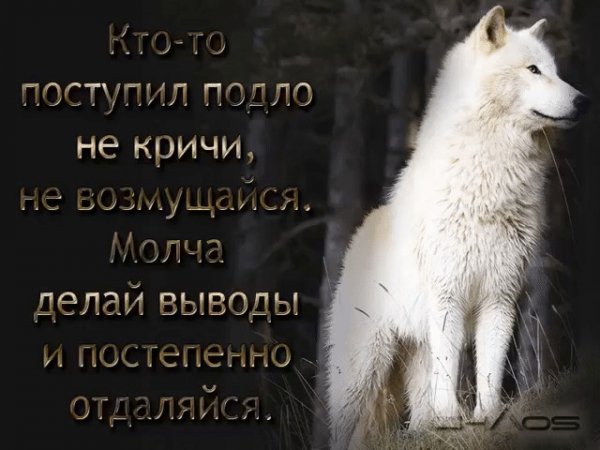 Волк