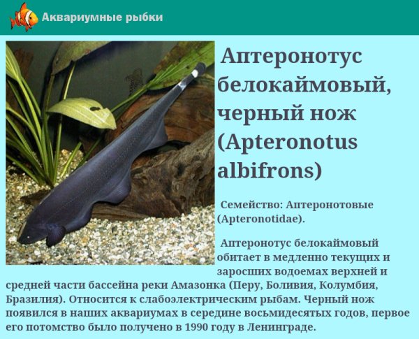 Аквариумные рыбки 1.5