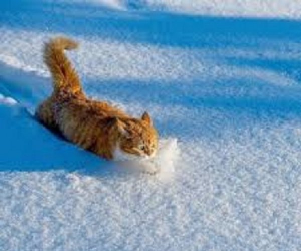 Зимние коты (16)