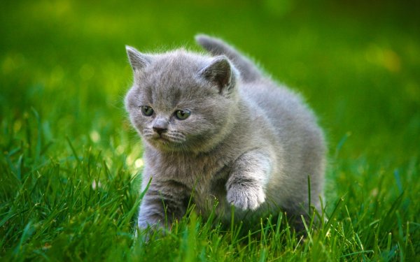Котенок
