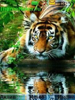 Tigry