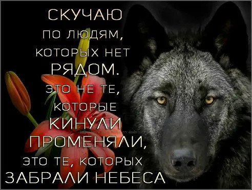 Волк