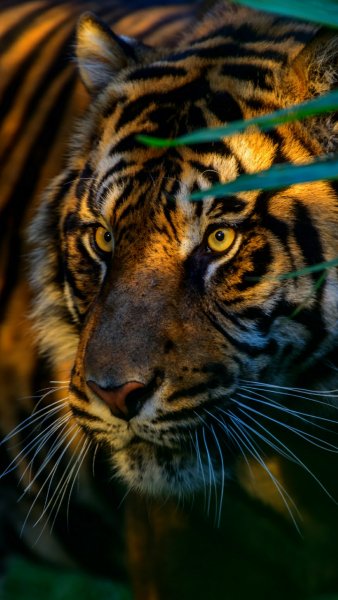 Tiger-wallpaper-10591659