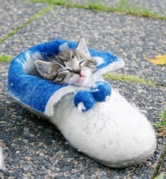 Котёнок