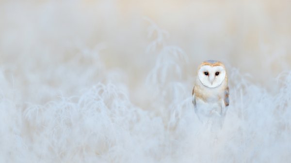 Амбарная сова зимой Сипуха Barn Owl Winter UHD обои 4К
