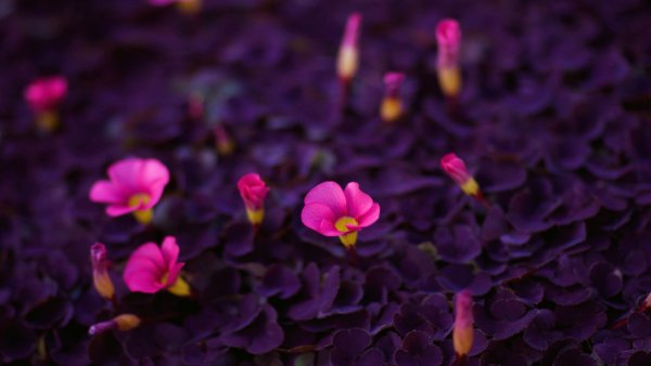 file_82762249