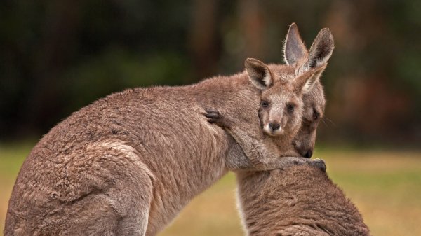 Объятия кенгуру Hugging Kanga UHD обои 4К