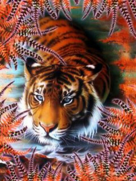 tigr