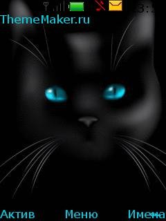 Black cat