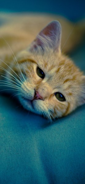 file_95149910