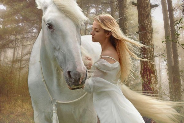 Horses 12
