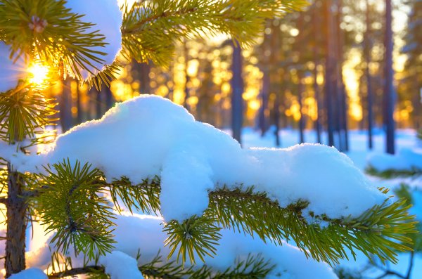 Branch-snow-sun-winter-vetka