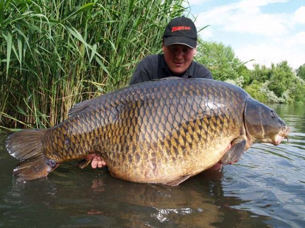 Karp