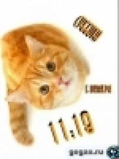h2 Cats x2-