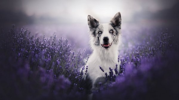 sobaka-border-kolli-morda-vzgliad-tsvety-lavanda-boke