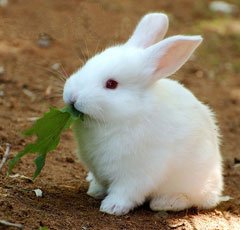 rabbit