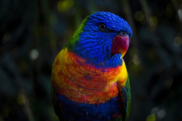 Animals-parrot-rainbow-colors-bird