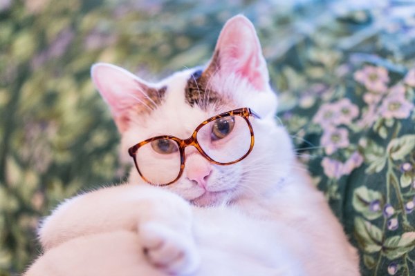 Cat-animals-glasses-nose-whiskers-skin-pet-kitten-mammal