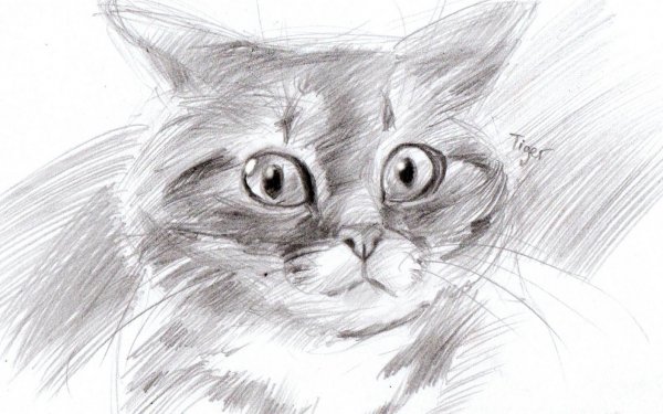 Кот