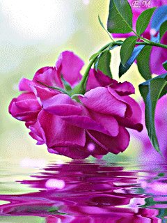 цветок-над-водой