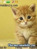 nokia-cute cat