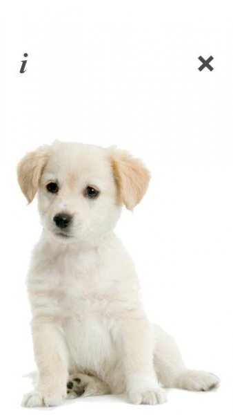 Puppy talk maks65ru