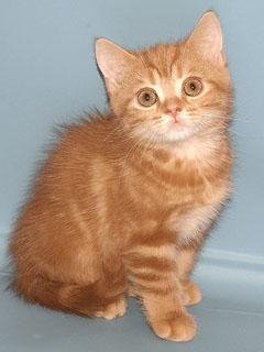 Red kitten animation