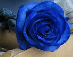 file_65678228