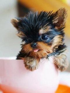 file_61484528