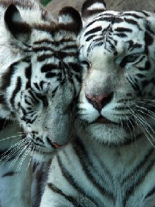 Wait tiger