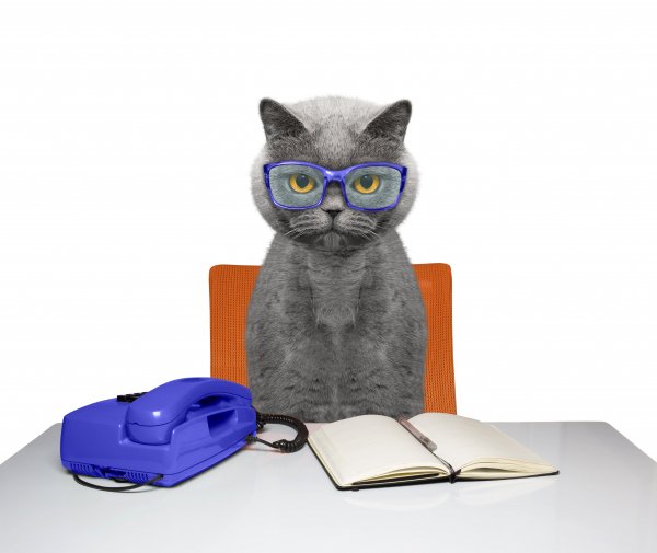 Cats Table Glasses Telephone Notebooks 548344 5432x4568