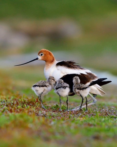Американская шилоклювка - American Avocet
