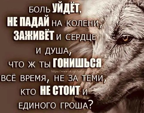 Волк