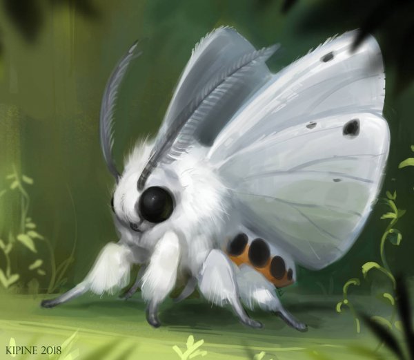 Moth