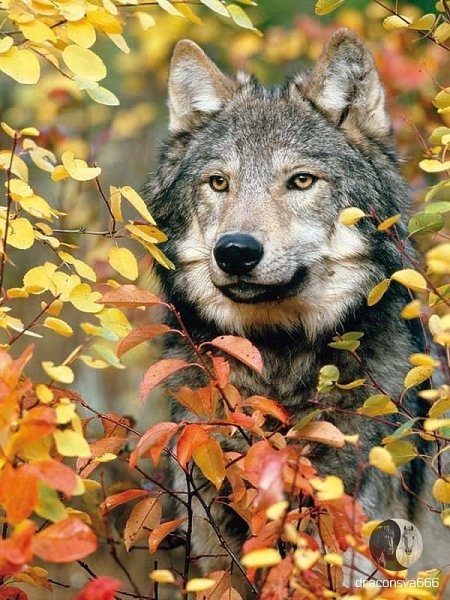 Волк1