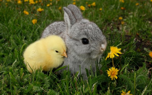 Chicks and Bunnies 2