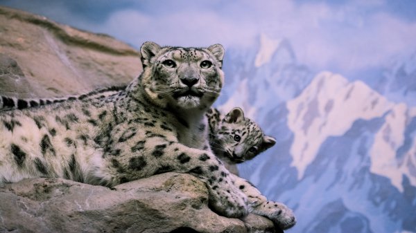 Animal Mothers 7
